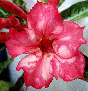 (image for) Adenium Seeds \'Red Spiderman\' (5 Seeds)